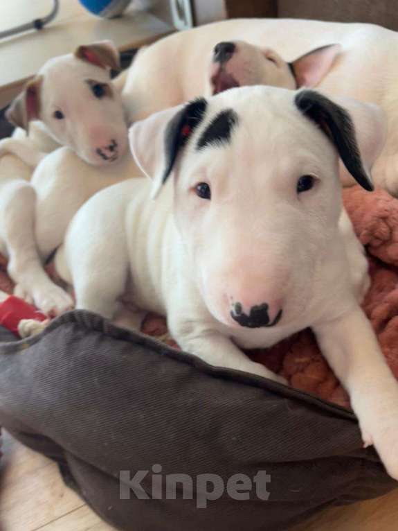 Собаки в Москве: миниатюрный бультерьер щенки Девочка, Бесплатно - фото 2