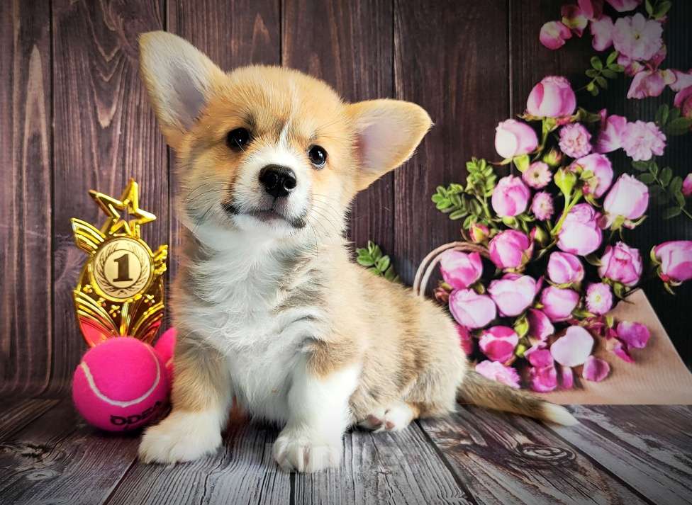 Собаки в Москве: Мальчик Джеймс Бонд Мальчик, 45 000 руб. - фото 6