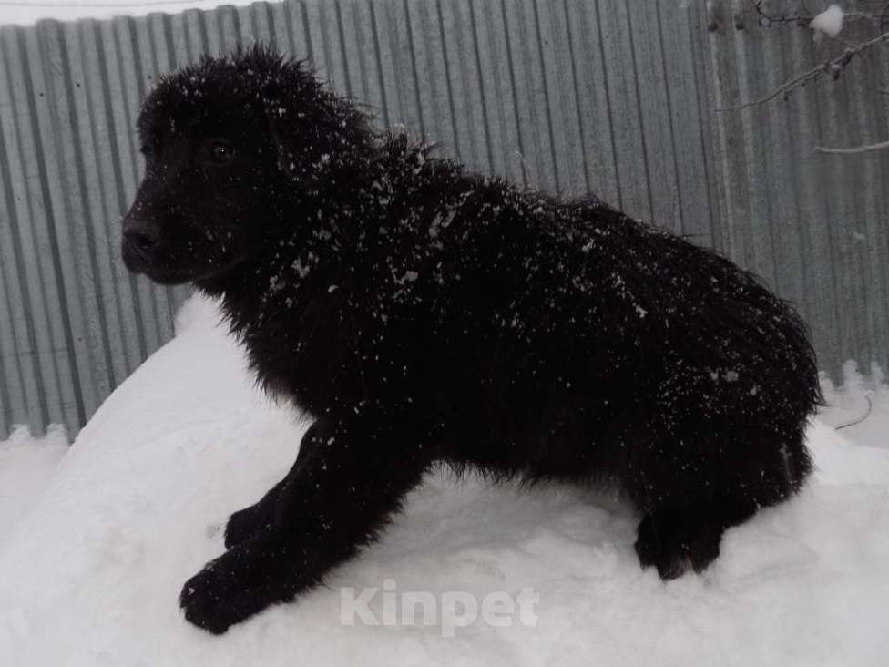 Собаки в Москве: Щенки лабрадор-ретривер, девочки mix Девочка, 15 000 руб. - фото 3