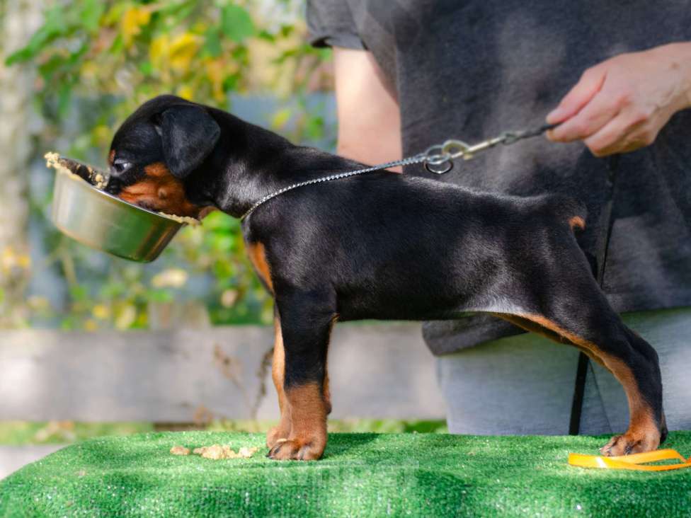 Собаки в Москве: Щенки добермана Мальчик, Бесплатно - фото 4