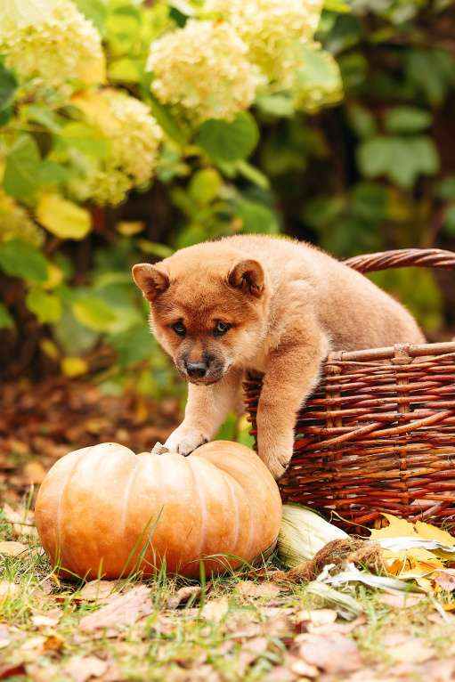 Собаки в Москве: Щенки Сибу-ину с характером солнца Мальчик, 70 000 руб. - фото 2