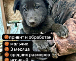 Собаки в Уфе: Щенок-мальчик Мальчик, Бесплатно - фото 1