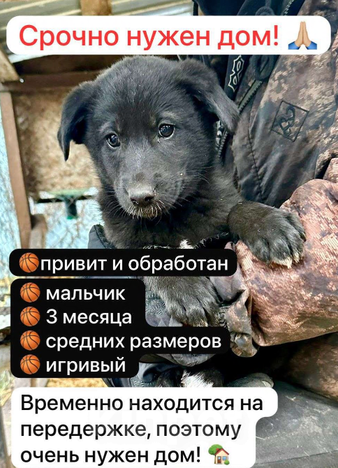 Собаки в Уфе: Щенок-мальчик Мальчик, Бесплатно - фото 1