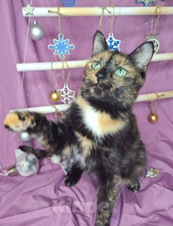 Кошки в Москве: Кошка с невероятными глазами в добрые руки  Девочка, Бесплатно - фото 5