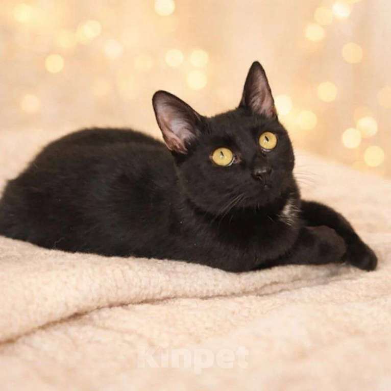 Кошки в Люберцах: Милочка озорная девчонка ищет своих мампап Девочка, Бесплатно - фото 1