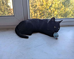 Кошки в Москве: Котенок - в добрые руки Мальчик, Бесплатно - фото 4