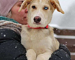 Собаки в Москве: Милые, добрые, ласковые щенки мальчики и девочки в добрые руки Девочка, 10 руб. - фото 1