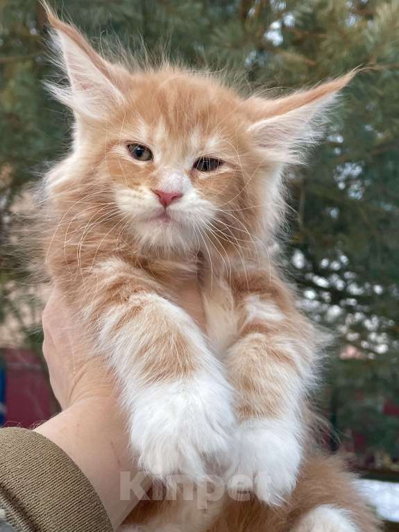 Кошки в Санкт-Петербурге: Котята Мейн Кун  Мальчик, 45 000 руб. - фото 4