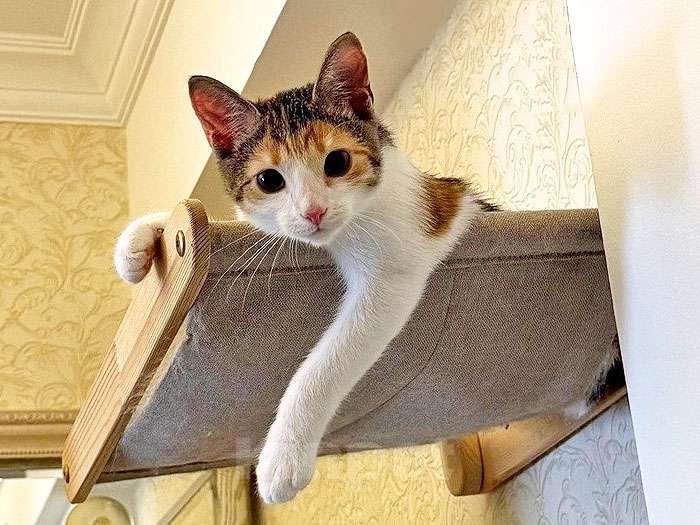 Кошки в Санкт-Петербурге: Кошечка Зося, трехцветное счастье ищет дом Девочка, 10 руб. - фото 4