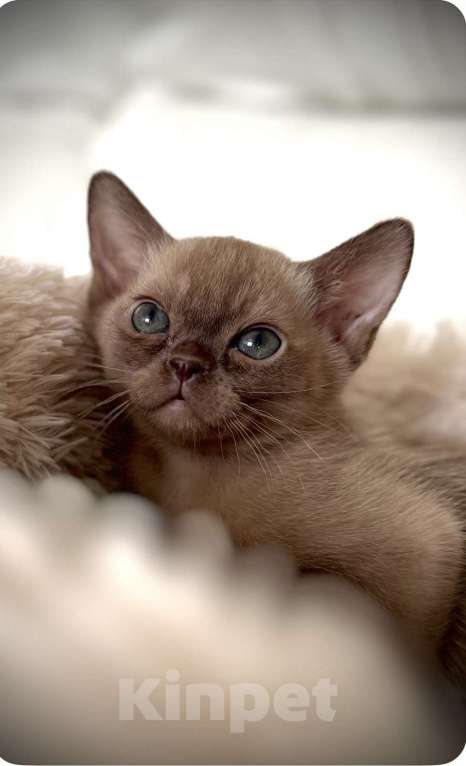 Кошки в Екатеринбурге: Клубные котята Европейской бурмы Мальчик, 60 000 руб. - фото 9