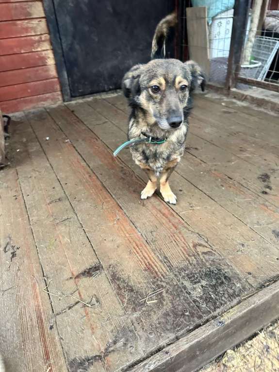 Собаки в Санкт-Петербурге: Маленький собачонок, совсем крошка на коротких лапках Мальчик, Бесплатно - фото 5