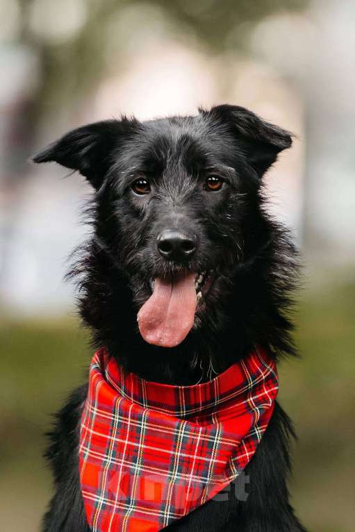 Собаки в Москве: Оскар - принц собачьего мира! Мальчик, Бесплатно - фото 7