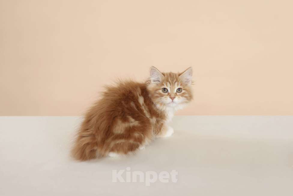 Кошки в Серпухове: Хурма Русские Цветы Курильский Бобтейл Девочка, 45 000 руб. - фото 1