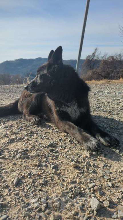 Собаки в других городах Краснодарского края: Метис бельгийской овчарки в дар с доставкой Мальчик, Бесплатно - фото 4