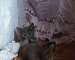 Кошки в Клине: Кошечка Надежды Девочка, Бесплатно - фото 1