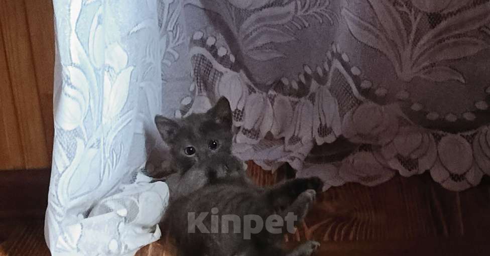 Кошки в Клине: Кошечка Надежды Девочка, Бесплатно - фото 1