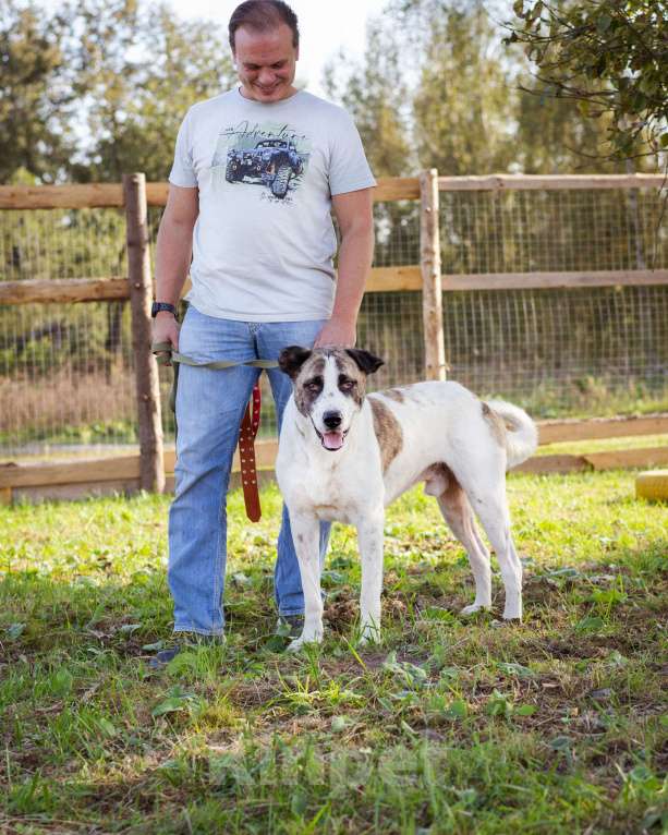 Собаки в Москве: Супер-ласковый парень в добрые руки! Мальчик, Бесплатно - фото 5