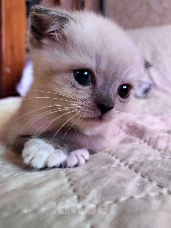 Кошки в Новороссийске: Мальчик вислоухихй Мальчик, 10 000 руб. - фото 4