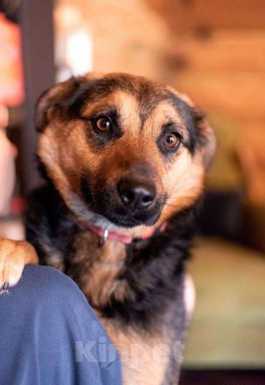 Собаки в Москве: Добрая и ласковая собачка Марта в добрые руки Девочка, 1 руб. - фото 5