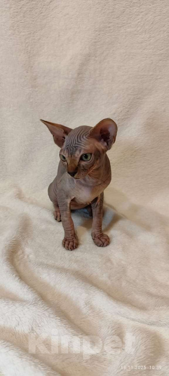 Кошки в Москве: Топовая девочка канадского сфинкса Девочка, 45 000 руб. - фото 1