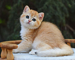 Кошки в Краснодаре: Котенок Британская Золотая шиншилла Девочка, Бесплатно - фото 1