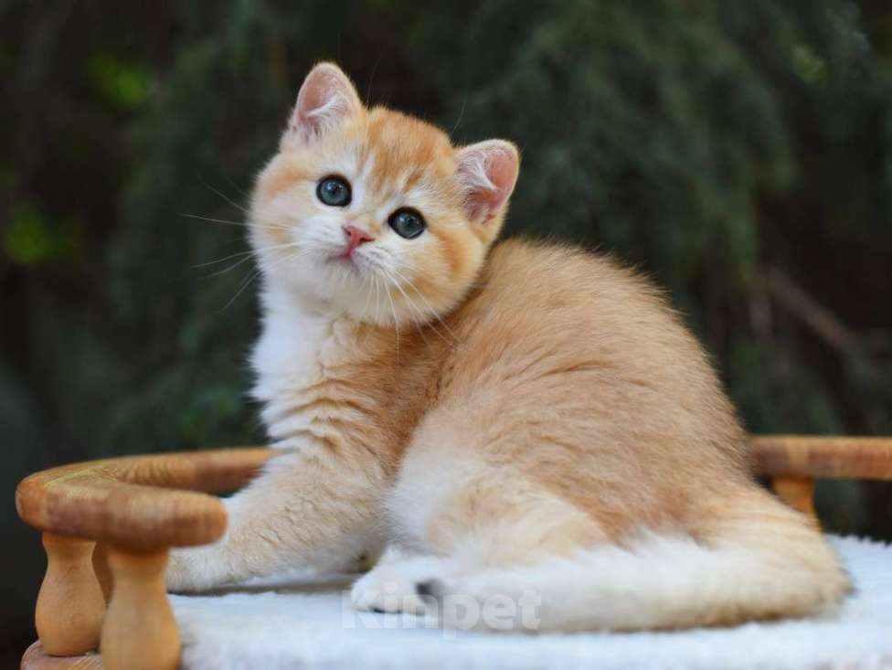 Кошки в Краснодаре: Котенок Британская Золотая шиншилла Девочка, Бесплатно - фото 1