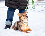 Собаки в Санкт-Петербурге: Очень трогательная собачка Девочка, Бесплатно - фото 9