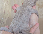 Кошки в Москве: Котята девон рекс Лиловые, циннамон, шоколадный мрамор Девочка, 85 000 руб. - фото 6