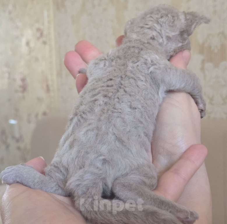 Кошки в Москве: Котята девон рекс Лиловые, циннамон, шоколадный мрамор Девочка, 85 000 руб. - фото 6