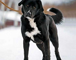 Собаки в Москве: Красавец Тедди, суперпозитивный молодой пес в добрые руки Мальчик, Бесплатно - фото 2