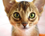 Кошки в Одинцово: Абиссинский котёнок  Мальчик, 45 000 руб. - фото 1