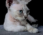 Кошки в Ломоносе: котята девон рекс Мальчик, 30 000 руб. - фото 1