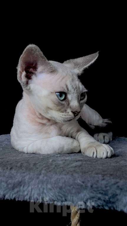 Кошки в Ломоносе: котята девон рекс Мальчик, 30 000 руб. - фото 1