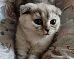 Кошки в Люберцах: Шотландский вислоухий котик Мальчик, 8 000 руб. - фото 2