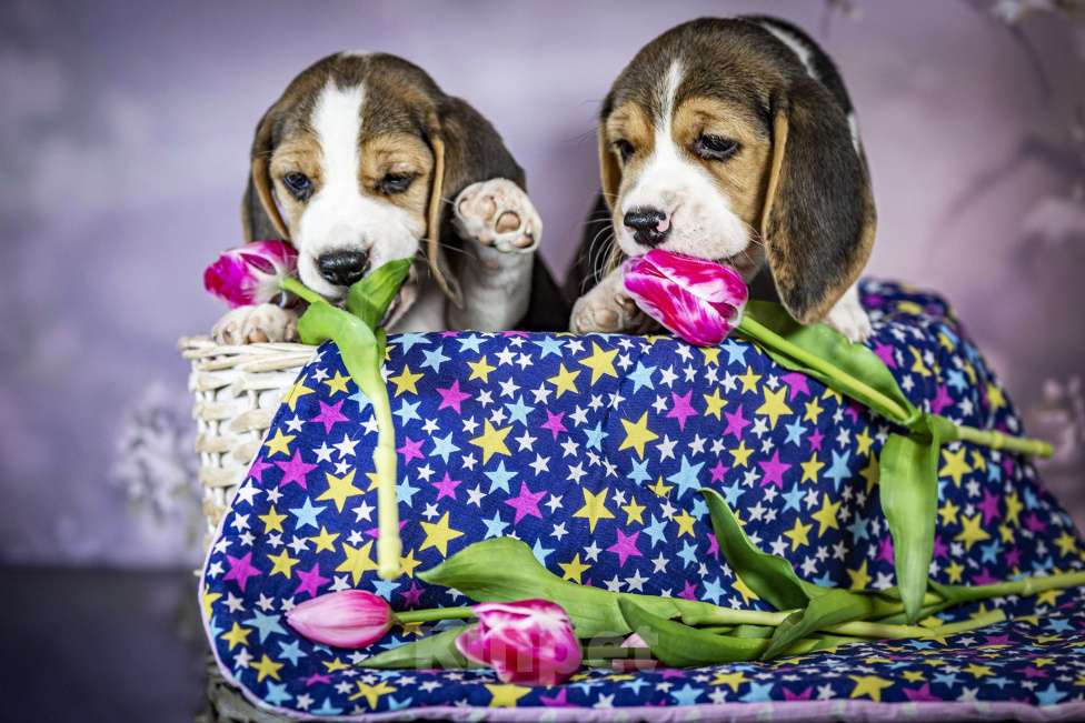 Собаки в Санкт-Петербурге: Биглюши ищут свои самые заботливые ручки!!! Разнополые, 60 000 руб. - фото 2