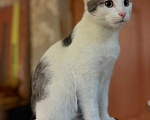 Кошки в Москве: Котенок Лучик ищет дом! Мальчик, Бесплатно - фото 2