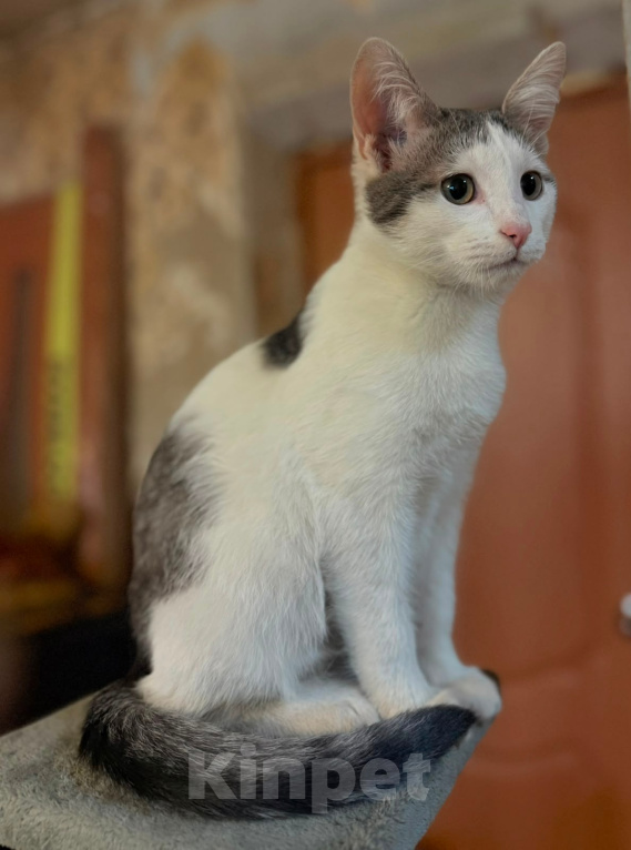 Кошки в Москве: Котенок Лучик ищет дом! Мальчик, Бесплатно - фото 2
