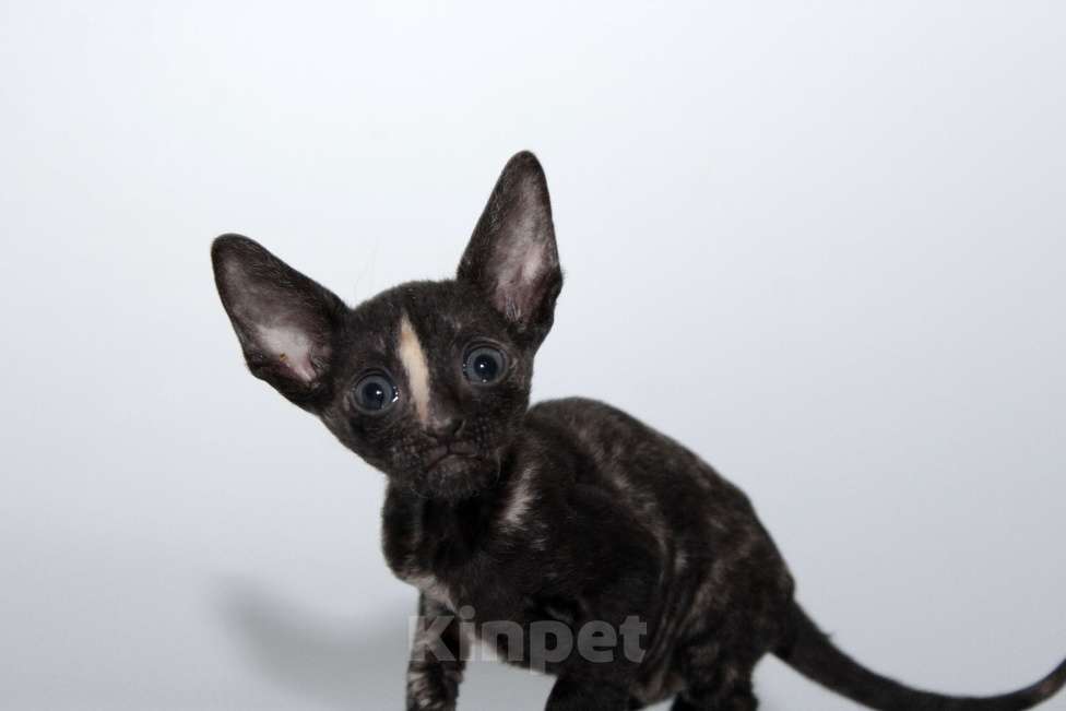 Кошки в Москве: малыши к резервированию. питомник Корнелита Девочка, 70 000 руб. - фото 8