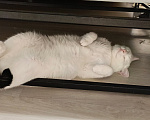 Кошки в Челябинске: Отдам кота Мальчик, Бесплатно - фото 4