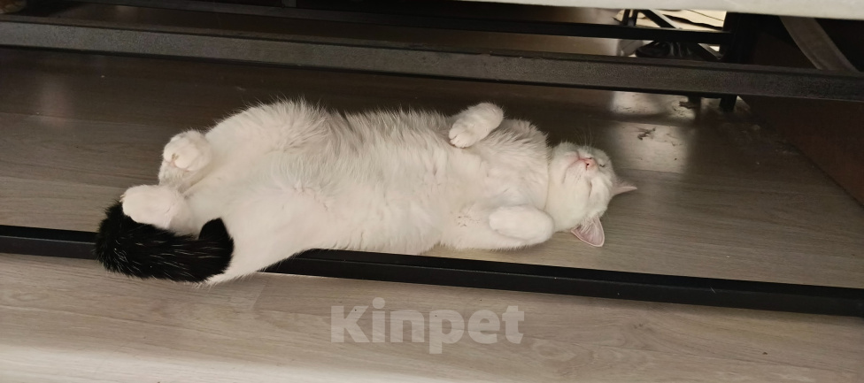 Кошки в Челябинске: Отдам кота Мальчик, Бесплатно - фото 4