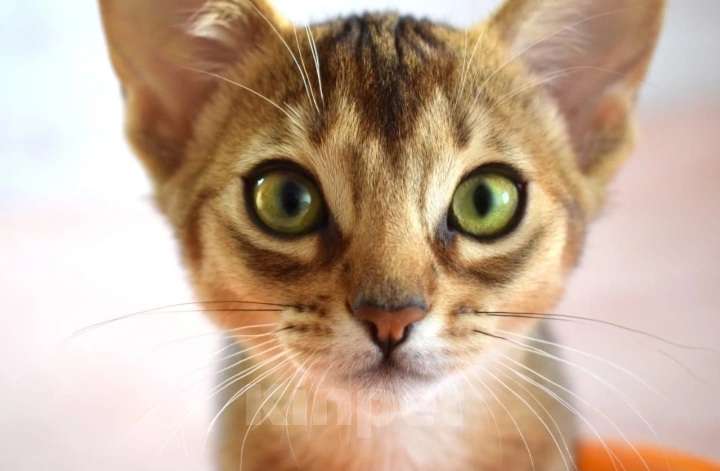 Кошки в Одинцово: Абиссинский котёнок  Мальчик, 45 000 руб. - фото 1
