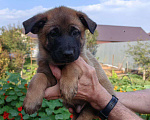 Собаки в Тюмени: Бельгийская овчарка (малинуа) Мальчик, 30 000 руб. - фото 1