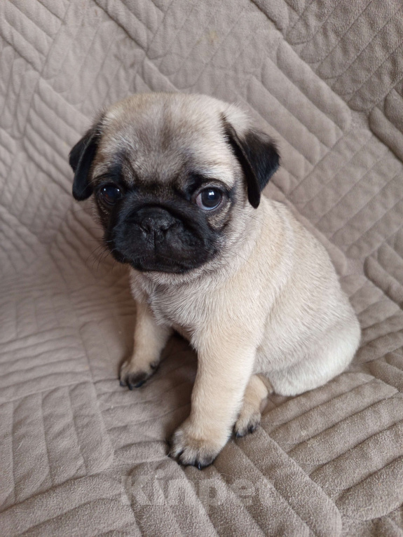 Собаки в Братске: Щенки мопса Мальчик, 50 000 руб. - фото 1