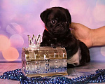 Собаки в Ростове-на-Дону: Щенки мопса  Девочка, 60 000 руб. - фото 2