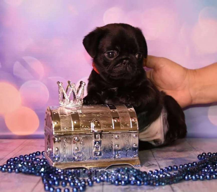 Собаки в Ростове-на-Дону: Щенки мопса  Девочка, 60 000 руб. - фото 2