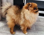 Собаки в Дзержинске: Померанский шпиц мальчик Мальчик, 25 000 руб. - фото 1