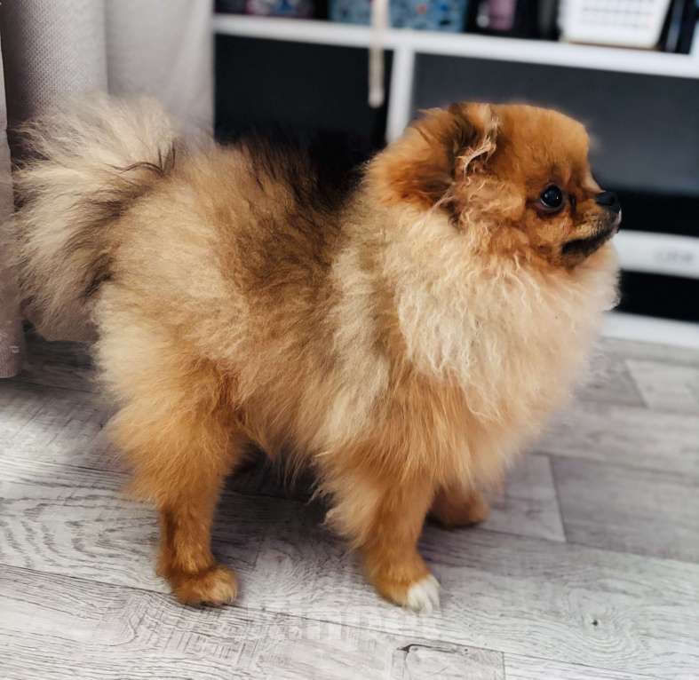 Собаки в Дзержинске: Померанский шпиц мальчик Мальчик, 25 000 руб. - фото 1