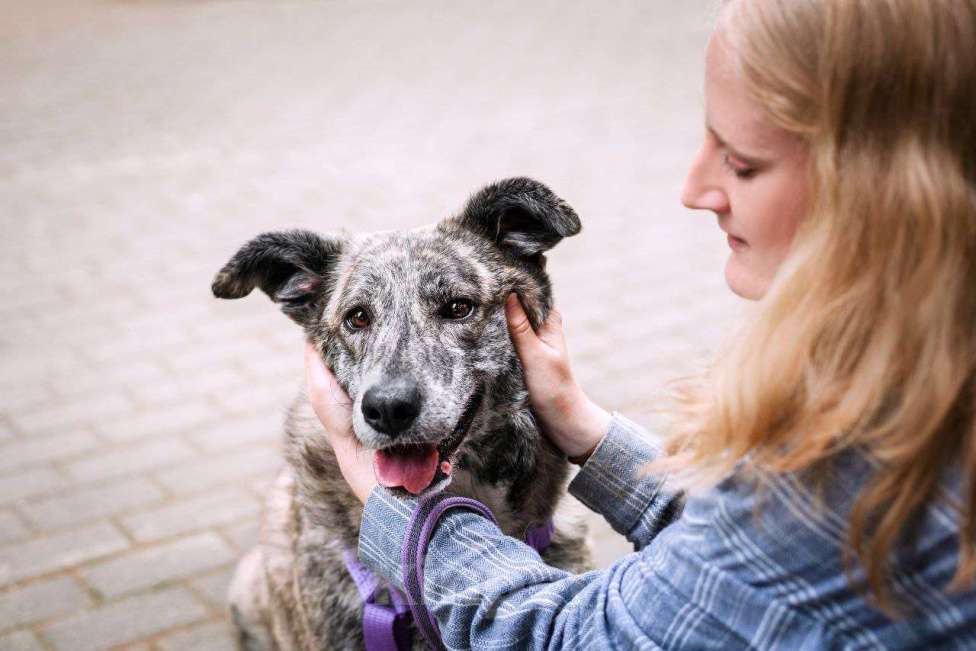 Собаки в Москве: Чудесная Верба ищет семью Девочка, Бесплатно - фото 3