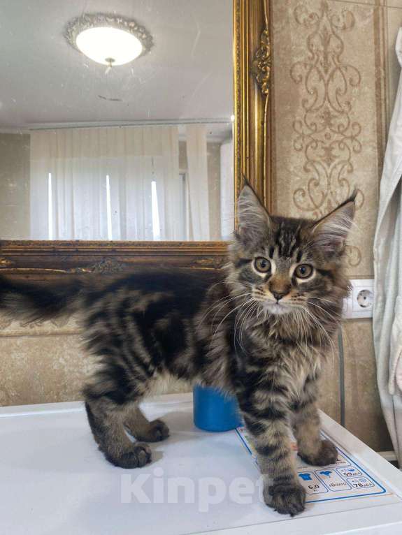 Кошки в Малмыже: Котята для вас., 15 000 руб. - фото 1