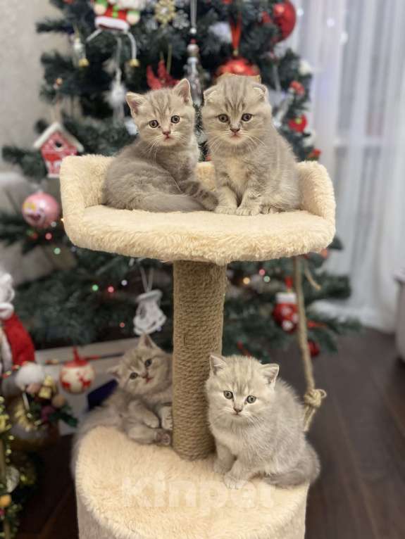 Кошки в Белгороде: Котята шотландцы  Мальчик, 10 000 руб. - фото 8